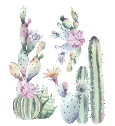 Big Cactus Plants