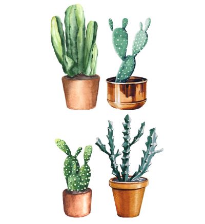Cactus Pots