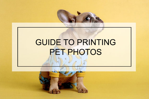 Guide To Printing Pet Photos