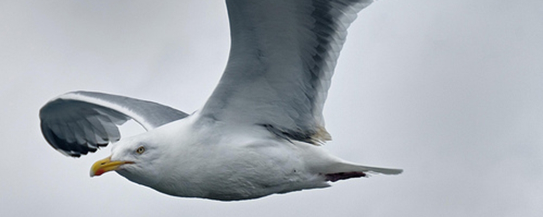 Tip of the Week - Photographing Birds in Flight