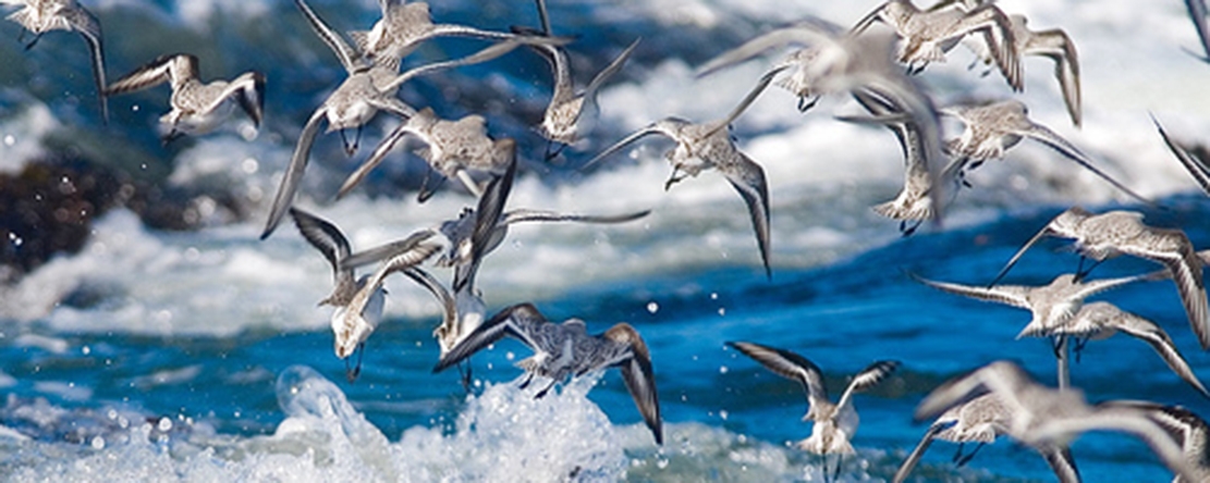 Tip of the Week - Take Outstanding Wildlife Photographs
