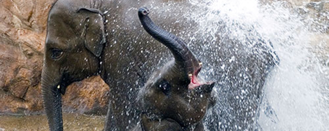 Tip of the Week - 15 Tips to Boost Your Zoo Photography