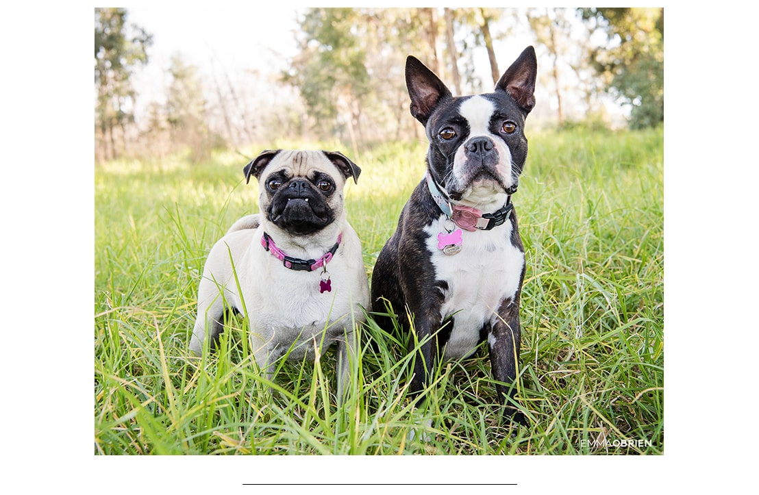 5 Ways to take better photographs of your Children and Pets