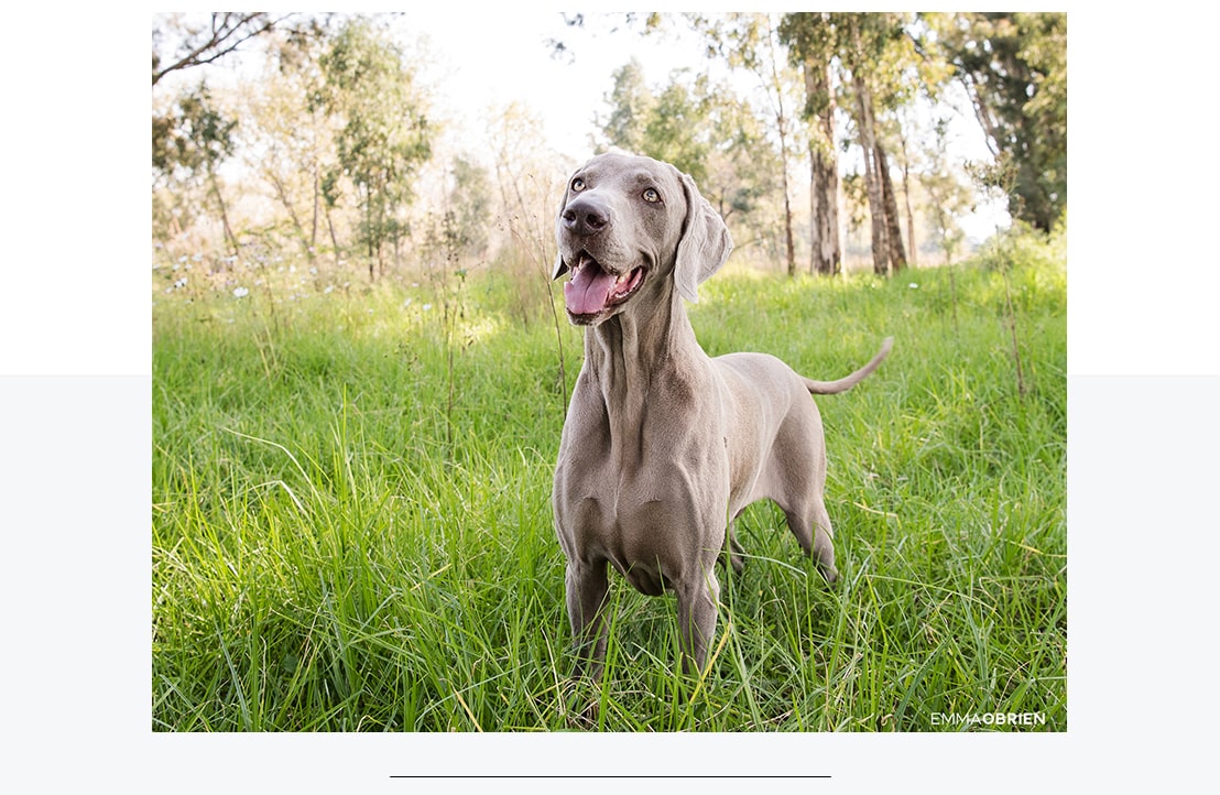 5 Ways to take better photographs of your Children and Pets